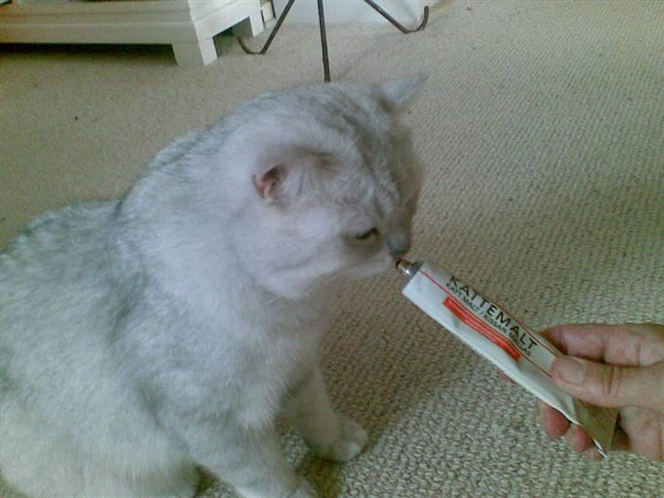 British Shorthair Bakus/Billie - malt !!!  jamen den snupper jeg da lige fra tuben....man er vel et mandfolk... billede 12