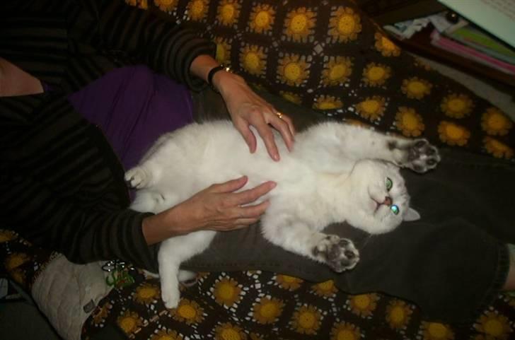 British Shorthair Bakus/Billie - åhhh, kender I noget bedre end at blive nusset på maven i TIMEVIS....hvor er hun tålmodig, min nye mor... billede 13