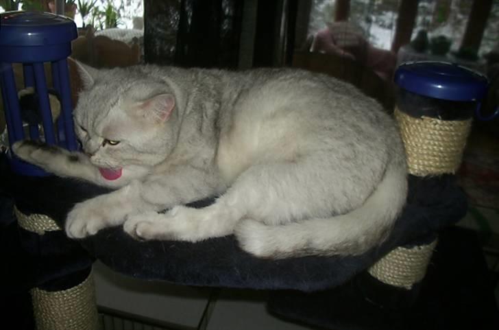 British Shorthair Bakus/Billie - her blev jeg lige snuppet med tungen langt ude af halsen...men man skal jo holde sig velsoigneret, også selvom man bliver forstyrret med et kamera ! billede 14