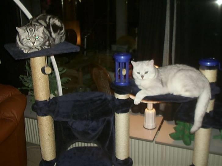 British Shorthair Bakus/Billie - jo, jeg har fået en irriterende "lege"kammerat....hun skal lige holdes nede til vi finder ud af hvem der skal bestemme her: ungdommen eller en voksen pige !!! egentlig er hun jo ganske sød alligevel, mennnnnn  jeg bestemmer !! endnu !! billede 15