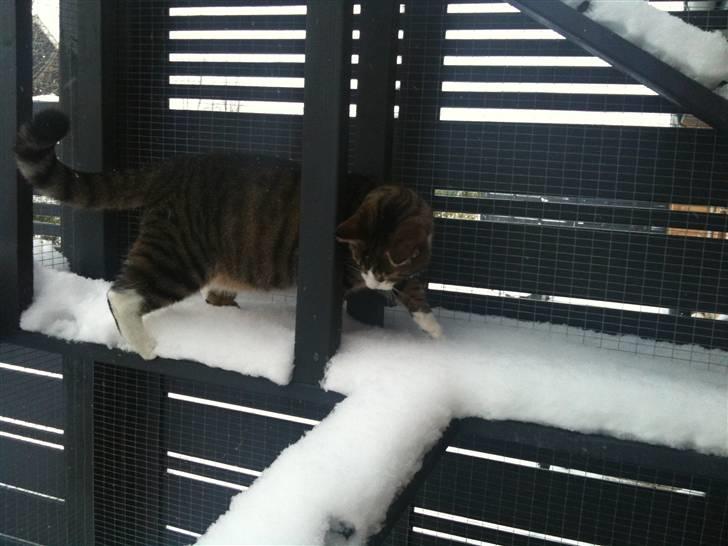 Huskat Anton billede 12