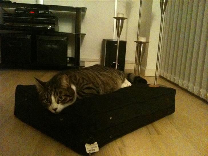 Huskat Anton billede 14