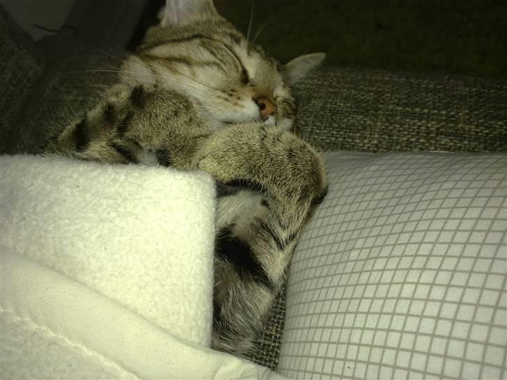 Huskat Bertram billede 1