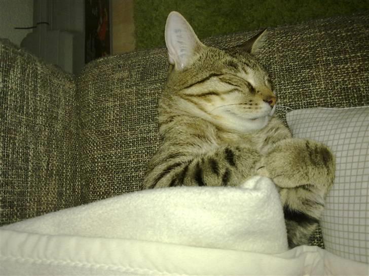 Huskat Bertram billede 2