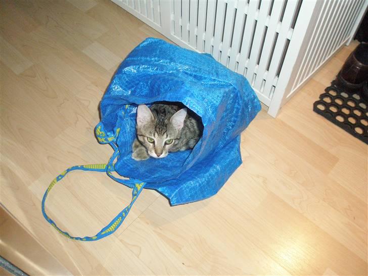 Huskat Bertram billede 3