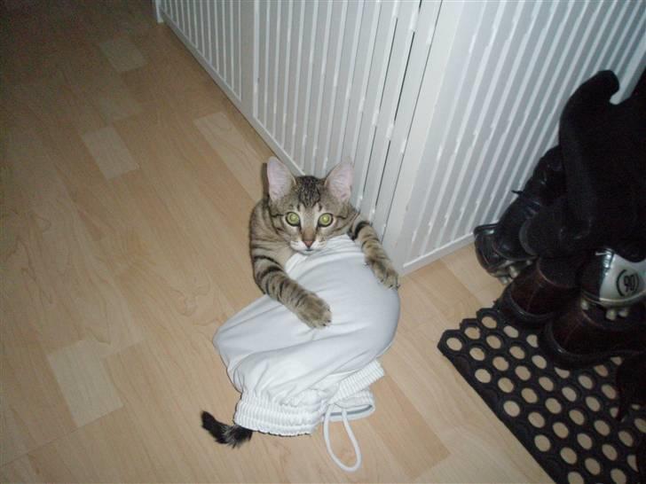 Huskat Bertram billede 4