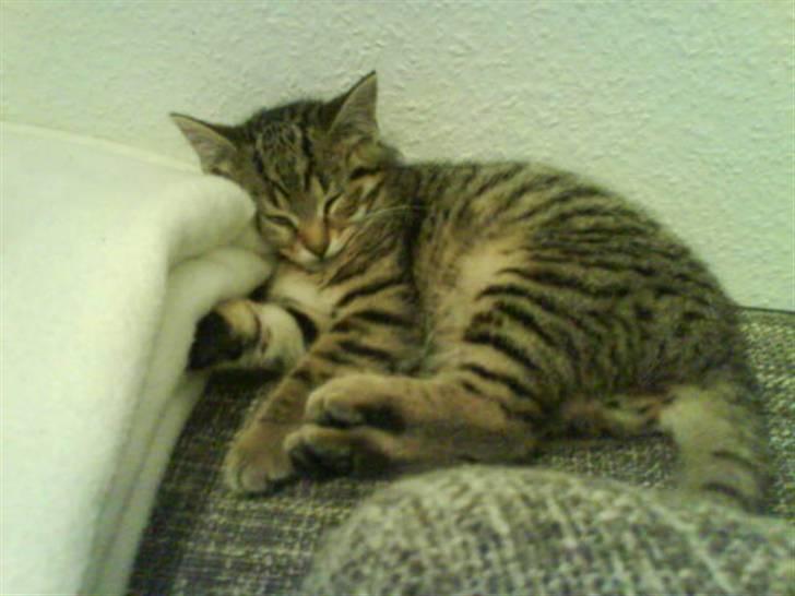 Huskat Bertram billede 5