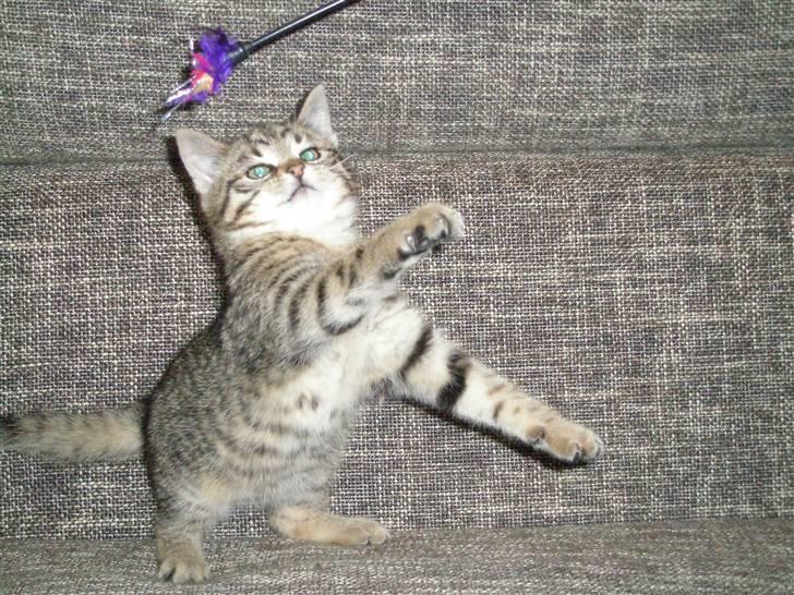 Huskat Bertram billede 7