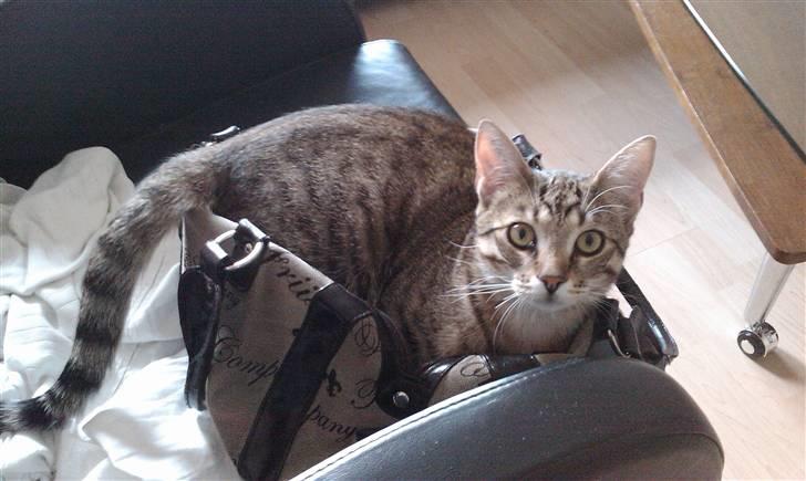 Huskat Bertram billede 8