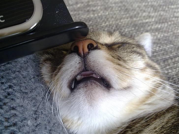 Huskat Bertram billede 9