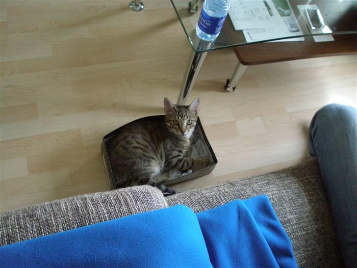 Huskat Bertram billede 10