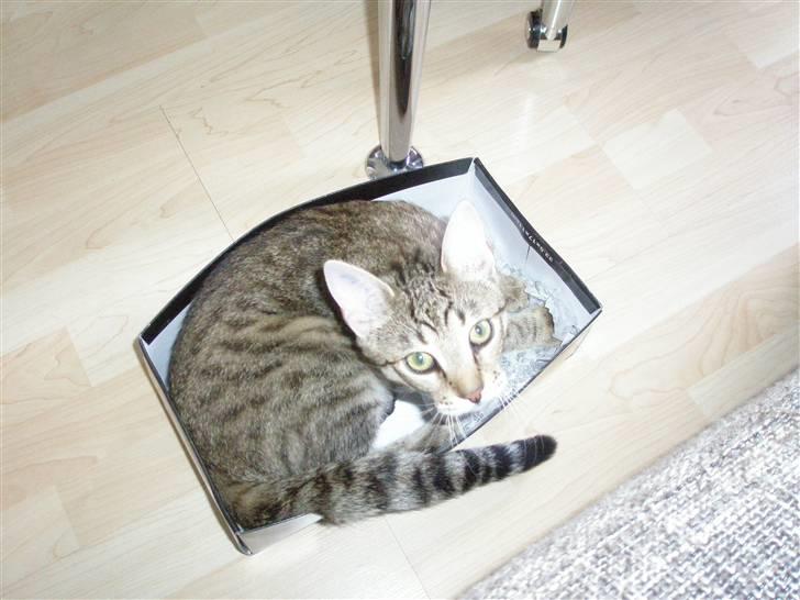 Huskat Bertram billede 11