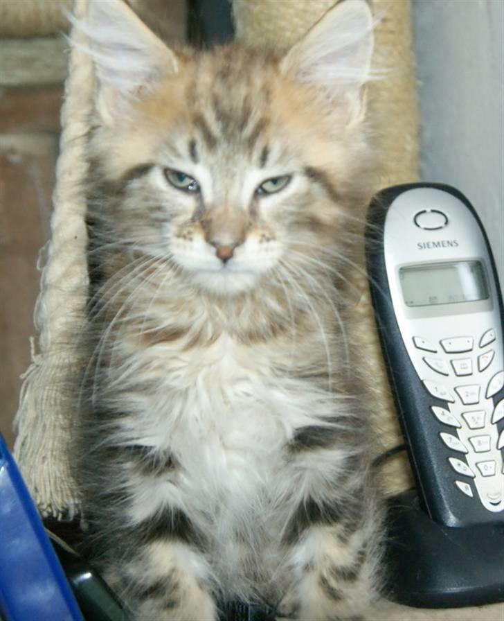 Maine Coon lykkekatte Olivia billede 17