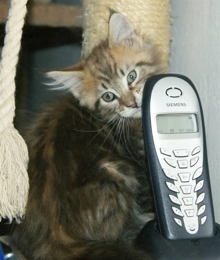 Maine Coon lykkekatte Olivia billede 18