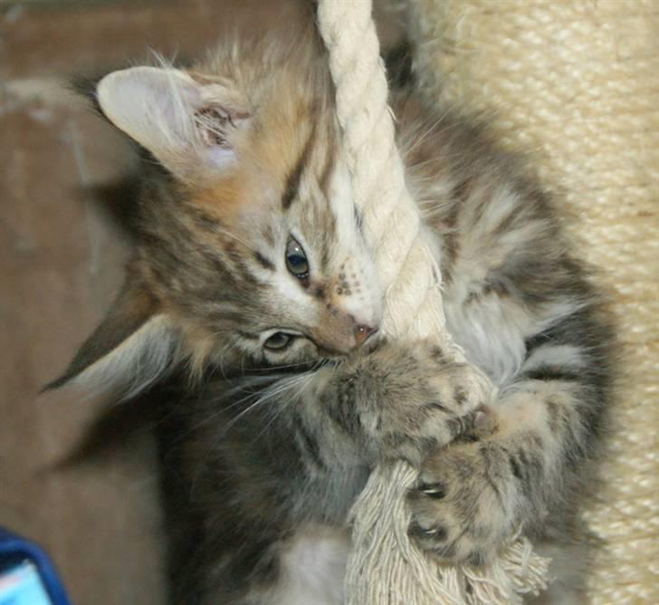 Maine Coon lykkekatte Olivia billede 19