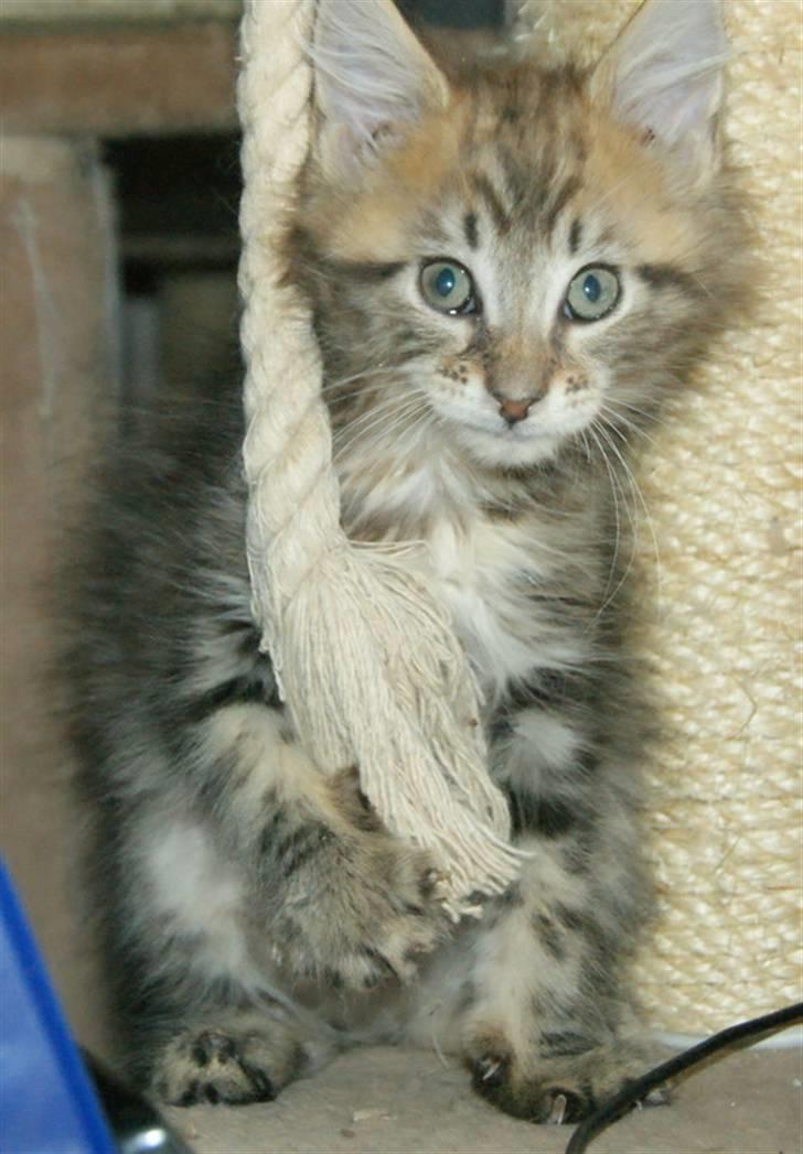 Maine Coon lykkekatte Olivia billede 20