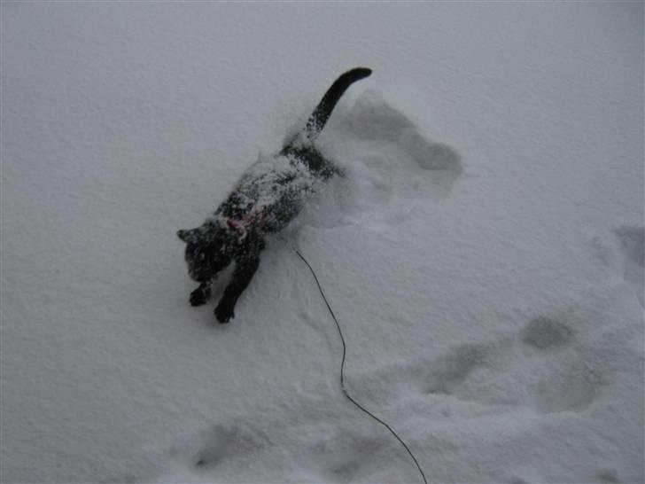 Blanding af racer Darth Vader aka Miv - Jubii elsker sne billede 18