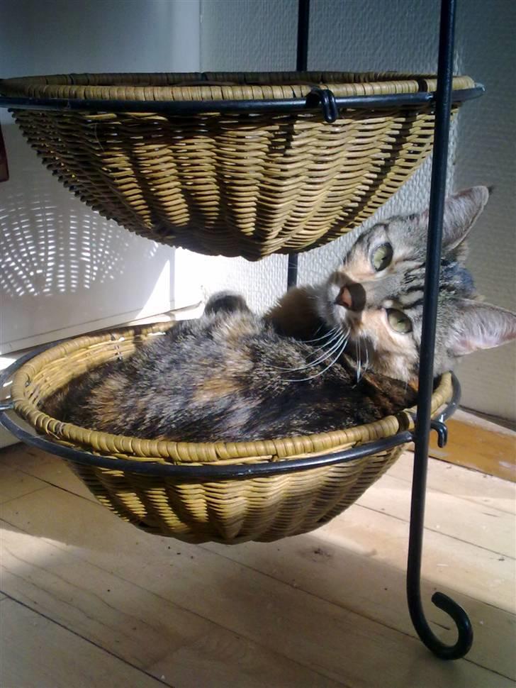 Blanding af racer Ayla - Mmmm sol, frugtstativ og mors opmærksomhed. Så kører det :) billede 1