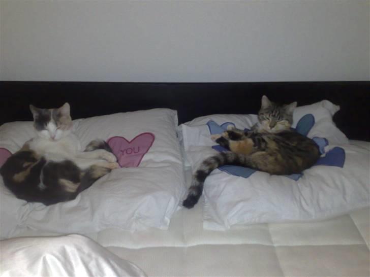 Blanding af racer Ayla - Her sover VI. Mor må finde et andet sted at lægge sit hoved.. billede 2