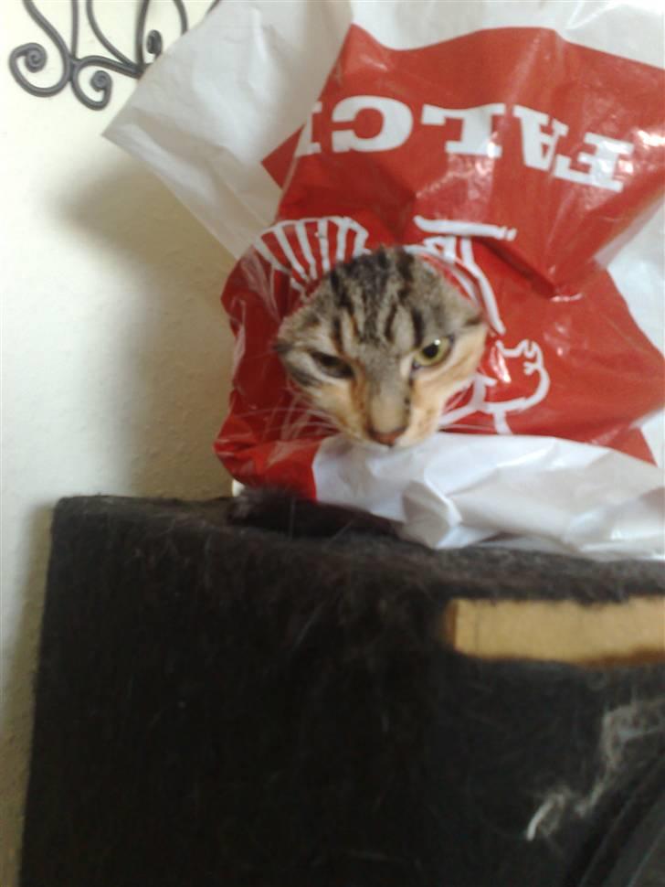 Blanding af racer Ayla - Jeg tosser så tit jeg kan :) billede 3