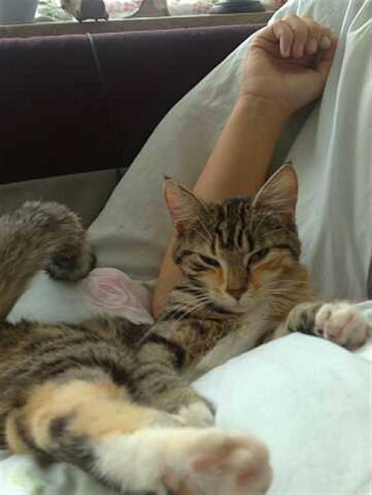 Blanding af racer Ayla - Jeg hygger med mor. Det kan hun nemlig godt li´, så jeg giver lidt af mig selv i en god sags tjeneste :p billede 4