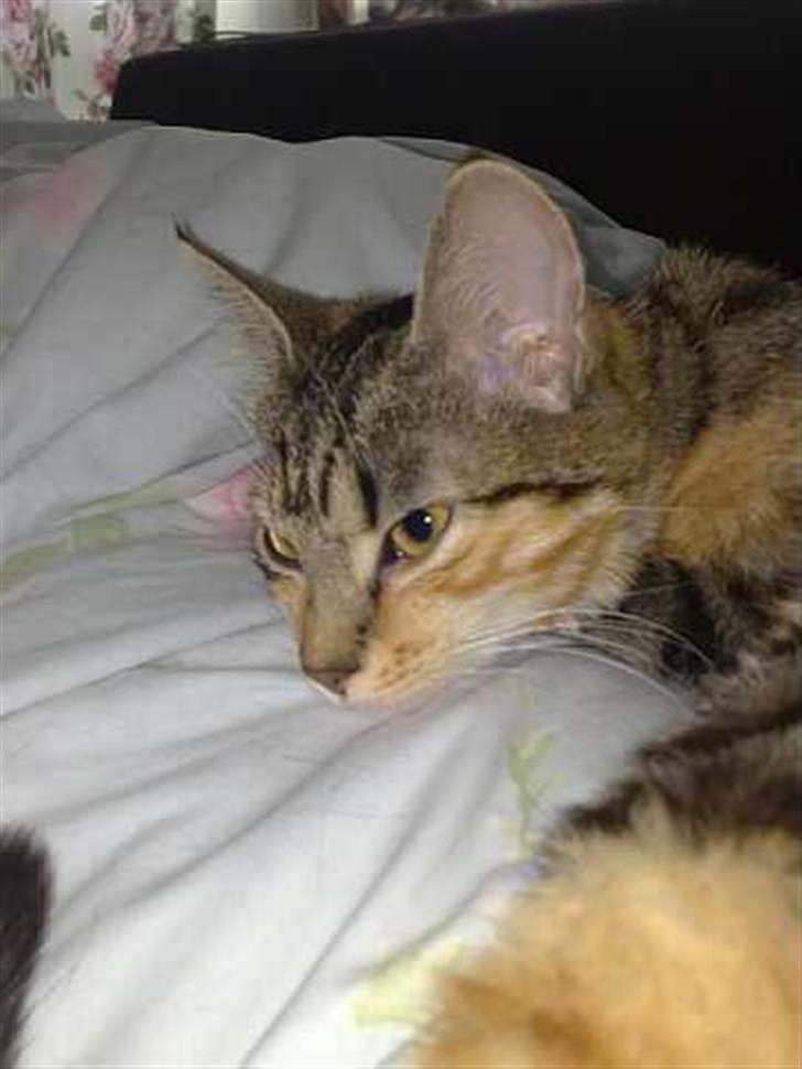 Blanding af racer Ayla - Slapper bare og drømmer om mit næste måltid.. billede 5