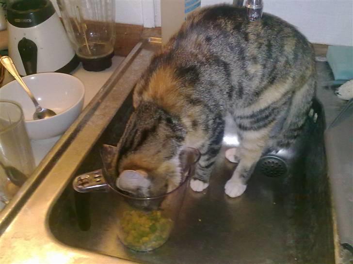 Blanding af racer Ayla - Efter ´mit fald´ er jeg blevet voldsomt livsglad. Det indebærer bl.a. at jeg SKAL smage på alt - og jeg spiser det også! :D billede 6