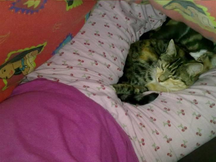 Blanding af racer Ayla - Man kan jo sove hvor som helst så længe der er dejlig varmt.. billede 7