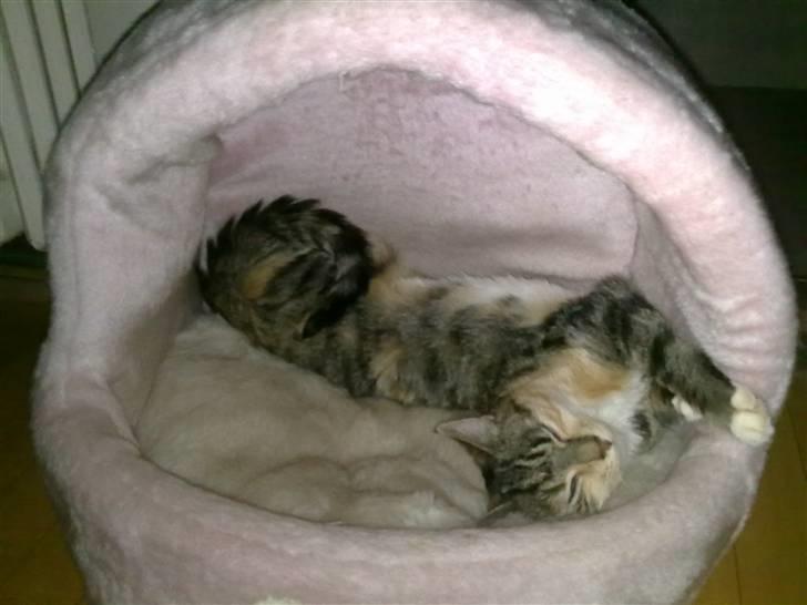 Blanding af racer Ayla - This is life! billede 8