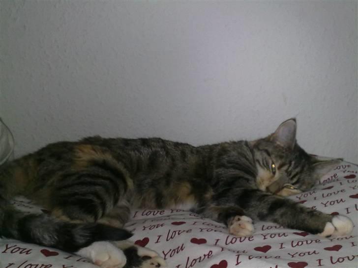 Blanding af racer Ayla - Jeg er bare for cute.. Er jeg ikke bare cute? Jeg er bestemt alt for cute! billede 9