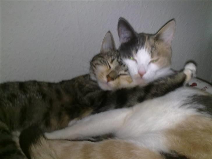 Blanding af racer Ayla - Uhuuu! Zoe, du er min bedste ven <3 billede 10