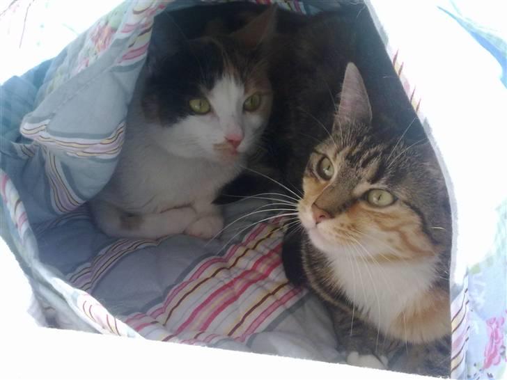 Blanding af racer Ayla - Vi gemmer os ikke mor.. Vi hygger bare herinde! billede 11