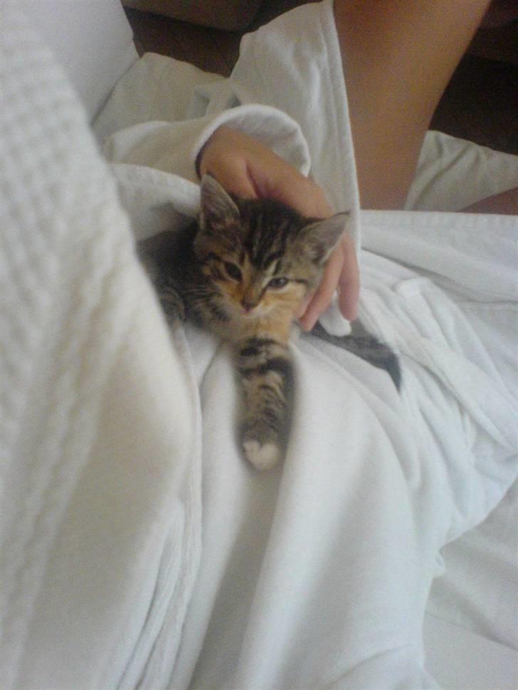 Blanding af racer Ayla - Hej, jeg hedder Ayla :) billede 12