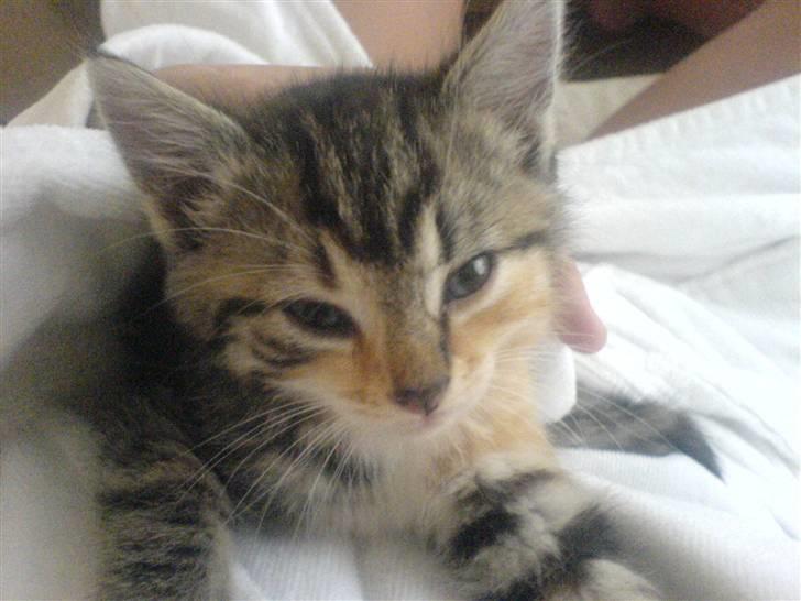 Blanding af racer Ayla - Jeg er bare så smuk og dejlig og sød og kærlig og køn og nuttet og skøn og herlig og.......... billede 13