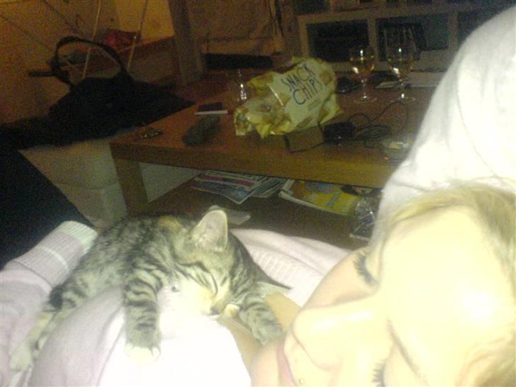 Blanding af racer Ayla - Det er hårdt at være killing.. Men det er dejligt at man kan tage en lur når som helst. Og hvor som helst.. billede 14