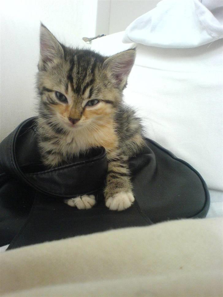 Blanding af racer Ayla - Denne her taske er akurat stor nok til at sove i :) billede 15