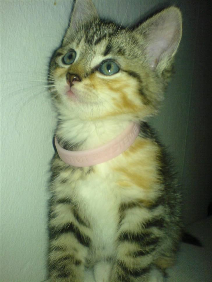 Blanding af racer Ayla - Støt Brysterne! billede 16