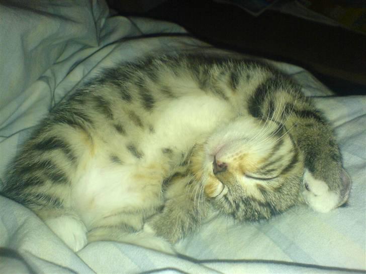 Blanding af racer Ayla - Rrrrraaauw :) billede 17