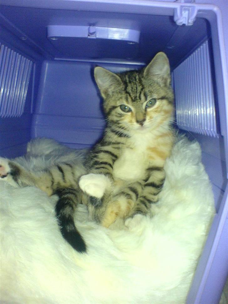 Blanding af racer Ayla - Sådan kan man godt sidde når man er en sød og nuttet killing som mig. billede 18