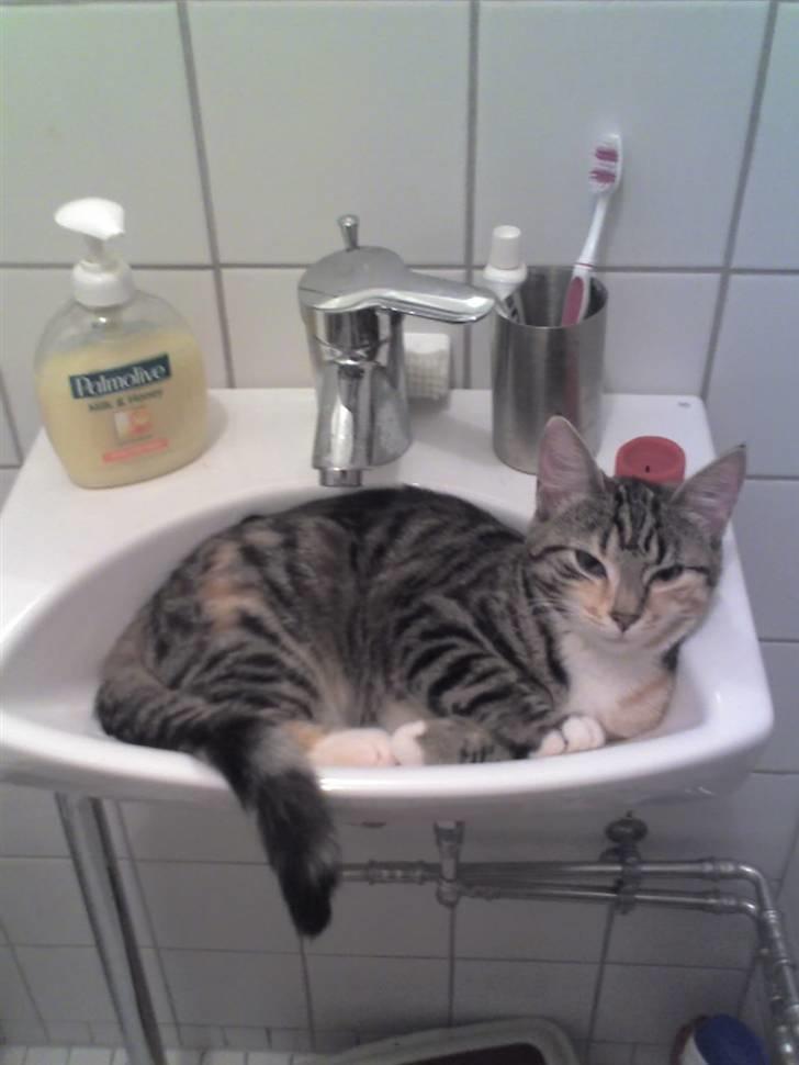 Blanding af racer Ayla - Intet er for småt til mig.. Hvis du skal have vasket hænder kan du vel lige vente lidt, ikk? billede 19