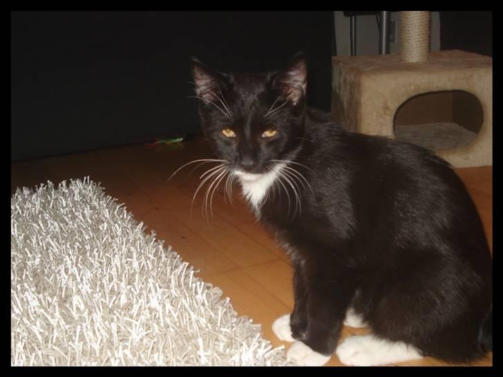 Huskat Batman (Bruce Wayne) - Velkommen til min profil :-) billede 1