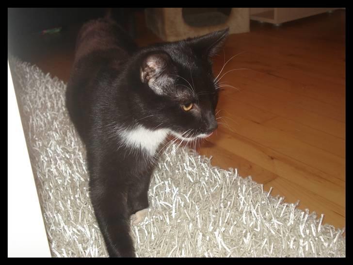 Huskat Batman (Bruce Wayne) billede 2