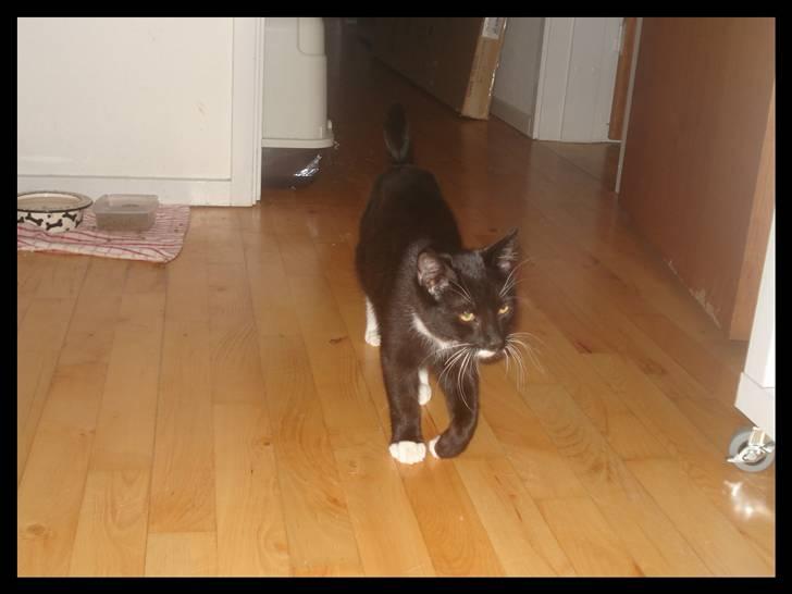 Huskat Batman (Bruce Wayne) billede 3