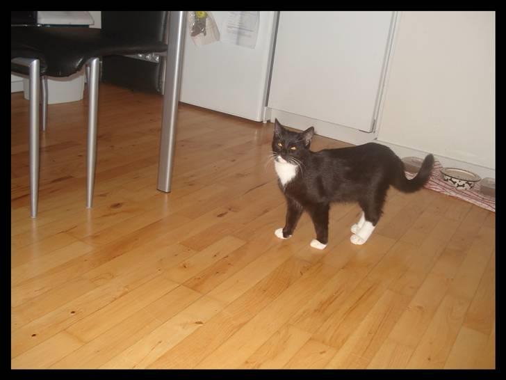 Huskat Batman (Bruce Wayne) billede 4