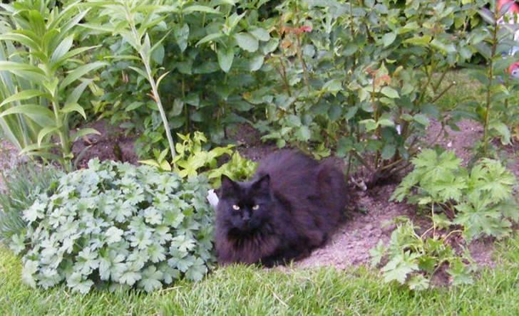 Blanding af racer Moody billede 1