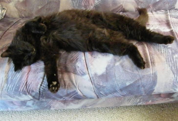 Blanding af racer Moody billede 2