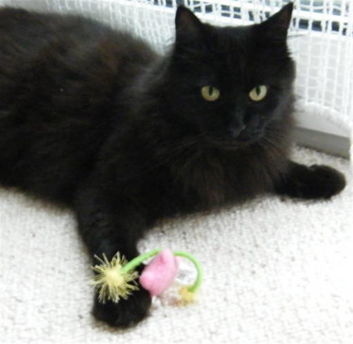 Blanding af racer Moody billede 3