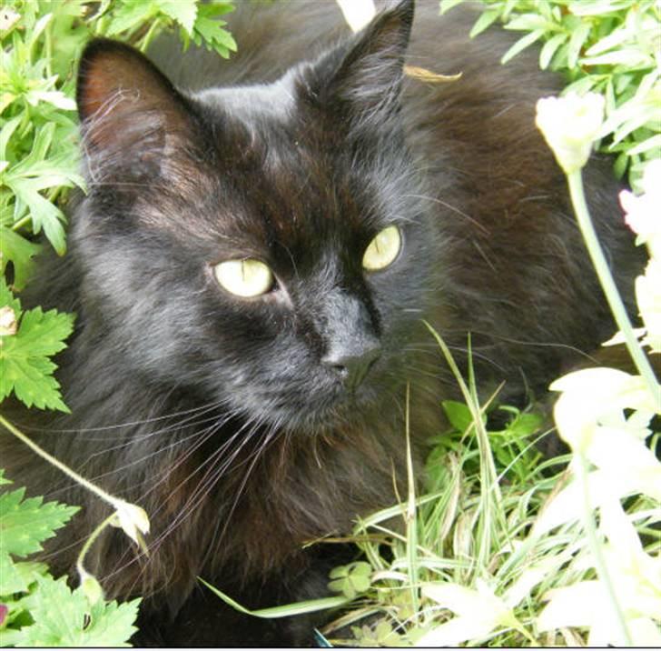 Blanding af racer Moody billede 4