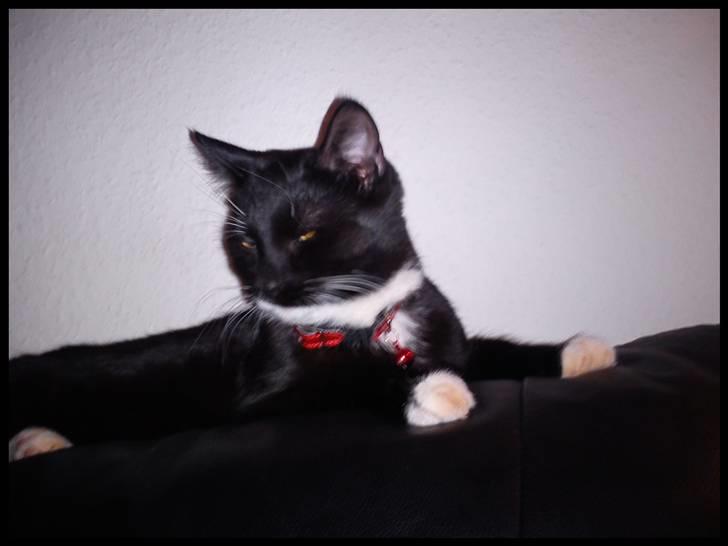 Huskat Batman (Bruce Wayne) - Mor har givet mig United halsbånden på. Det får vi altid på når de røde skal spille :) billede 5