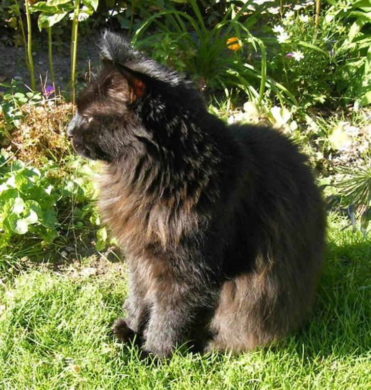 Blanding af racer Moody billede 5